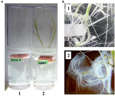An extracellular polysaccharide is involved in the aluminum tolerance of Pullulanibacillus sp. CA42, a newly isolated strain from the Chinese water chestnut growing in an actual acid sulfate soil area in Vietnam